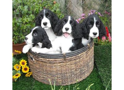 5 week old Springer puppies. A basketful of FUN!